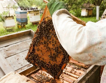 BDJO.honey – від домашнього виробництва до сертифікованого бізнесу