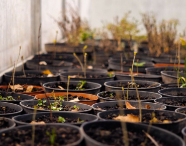 «Міська ферма» - створення теплиці для декоративних дерев та встановлення сонячної електростанції потужністю 5 кВт.